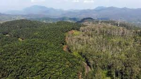 Kebijakan Baru Penertiban Kawasan Hutan