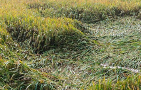 Susut Panen Akibat Banjir