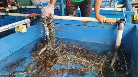 PENYELUNDUPAN BENIH LOBSTER : Baharkam Amankan Rp19 Miliar
