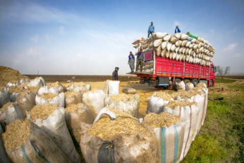 Perantara MenguasaiRantai Pasok Gabah Petani