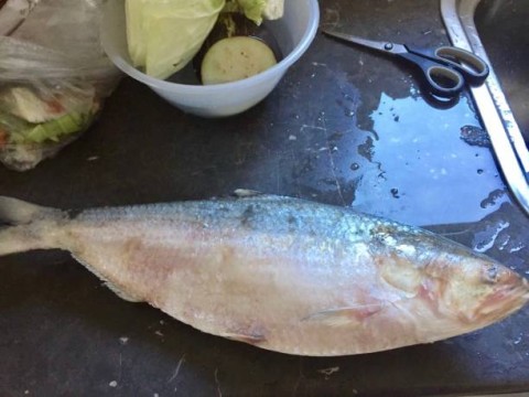 Ribuan Rumpon di Indonesia Belum Berizin