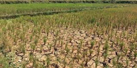 DAMPAK EL NINOKekeringan Bisasampai Oktober