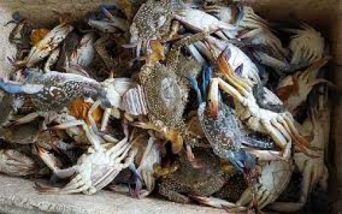 "Lampu Kuning" Pengelolaan Rajungan 