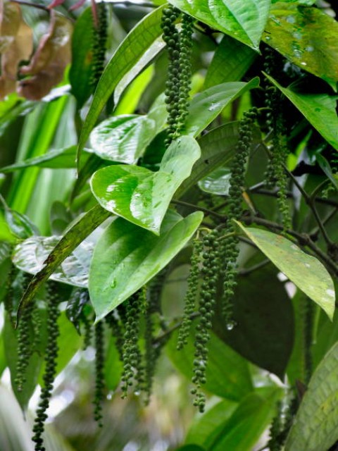 Harga Lada di Perbatasan Naik, Petani Bersemangat