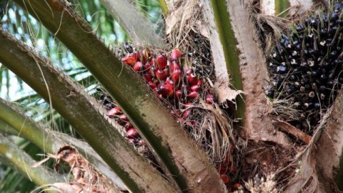 Penataan Bisnis Minyak Sawit