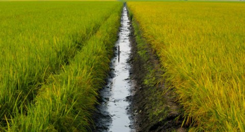 Landai Produksi Meski Kemarau Basah