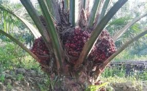 Tarif Sawit Dihadapkan pada Dilema Global