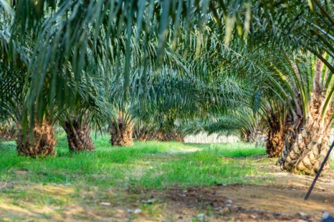 Peremajaan Kelapa Sawit Rakyat Menurun