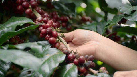 Pelajaran dari Harga Kopi