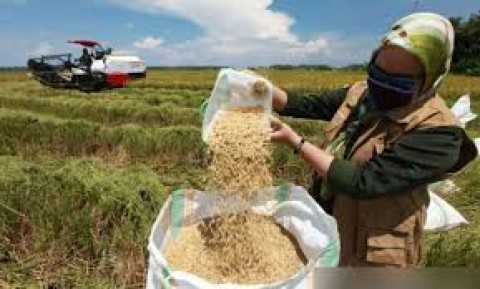 Imbas Tarif AS ke Rantai Pangan & Pertanian RI