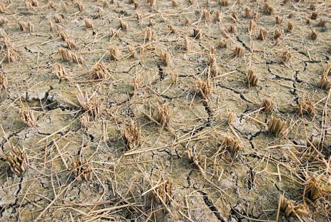 Wajib Berhemat di Kala Paceklik Pajak