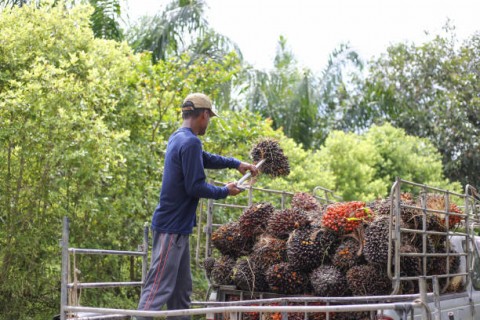 Harga CPO Tahun 2023 Tembus US$ 1.000 per Ton