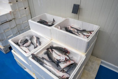 Impor Produk BogaBahari Jepang Merosot