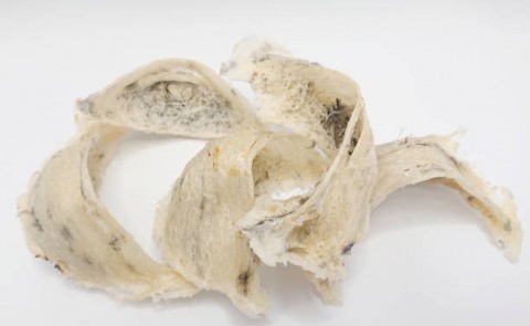 Sarang Walet Kalsel Diekspor ke Hong Kong