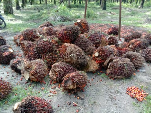 STRATEGI KORPORASI : PTPN V Lirik Penghiliran Kelapa Sawit