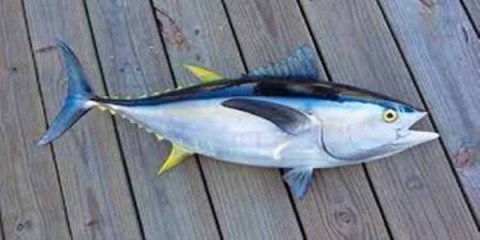 53,6  Ton Tuna Diekspor ke As dan Jepang