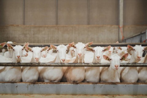 Aman di Konsumsi Manusia