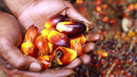 Siasat Emiten CPO Jaga Laba 