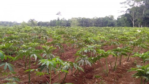 Potensi Pertanian Daerah, Budi Daya Porang Menjanjikan