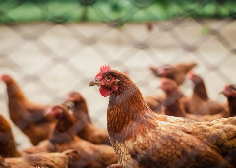 Pasokan Ayam Baru Terserap 14,9 Persen
