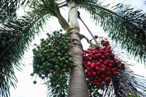 Audit Kilat Tanpa Data Mutakhir