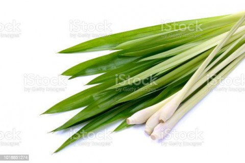 Percepatan Kredit Usaha Rakyat, Menanti Wangi Serai Dari Tountimomor