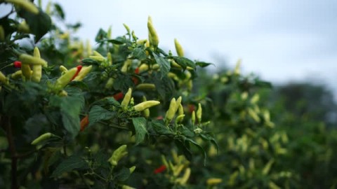 Tak Ciut walau HargaCabai Melambung