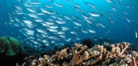 Januari-April, Ekspor Perikanan US$ 1,75 M