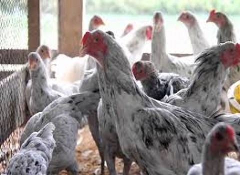 Beni Yusana dan Qonny Ilma NofiantiAsa Baru dari Ayam Sentul