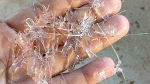 Aturan Harga Benih Lobster Disiapkan