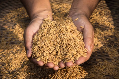 Kebijakan Bisa Tekan Petani