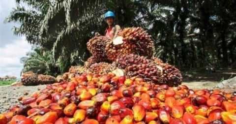 Ekspor Minyak Sawit Capai US$ 3,06 Miliar