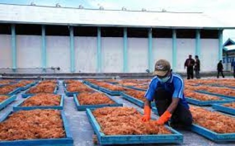 Australia Investasi PabrikRumput Laut di Jatim