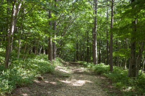 Ekspor Hasil Hutan Mencapai US$ 14 miliar 