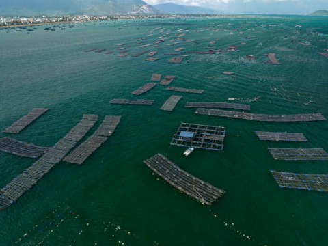 Pacu Budidaya LobsterDalam Negeri