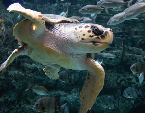 Lampaui Target, PNBP Pengelolaan Ruang Laut Capai Rp27,26 Miliar