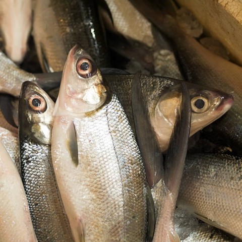 Terancam Rob, Petambak Percepat Panen