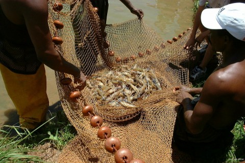 Harga Lobster jatuh Pembudidaya Resah