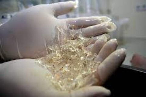 Transaksi Benih Lobster lewat BLU Berpotensi Konflik