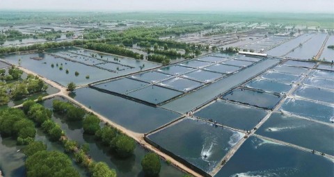 KKP Bangun Shrimp Estate di Kebumen