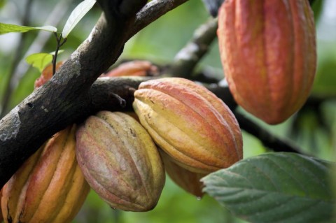 Lahan Pertanian, Petani Kakao Sumatera Barat Mulai Jenuh