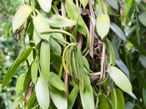 Peningkatan Penetrasi Pasar Vanili NTB Melalui Perkebunan