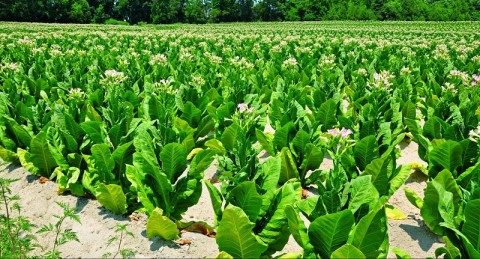 Panen Raya, Pabrik Rokok Diminta Borong Tembakau Petani