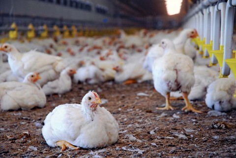 Kotek Emiten Poultry Belum Nyaring