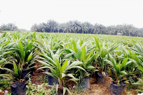 Peremajaan SawitRakyat Dipercepat