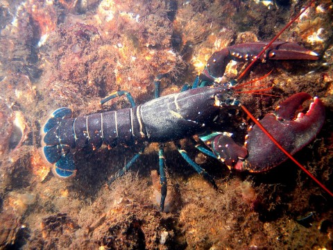 Budidaya Lobster Menggeliat