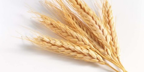 Efek Harga Gandum ke Kinerja Emiten