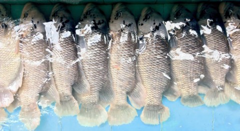 Pasar Arab Saudi Siap Menerima Produk Ikan Budidaya Indonesia