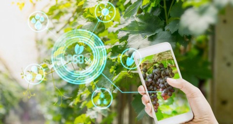 Pengembangan Startup, Agritech Perlu Eskalasi Teknologi