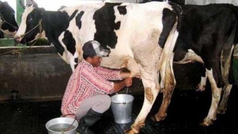 Peluang Lapangan Kerja Program Susu Gratis 